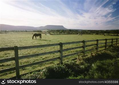 Horses grazing in a field, Republic of Ireland