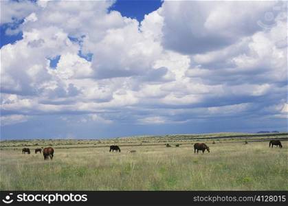 Horses grazing in a field, Texas, USA