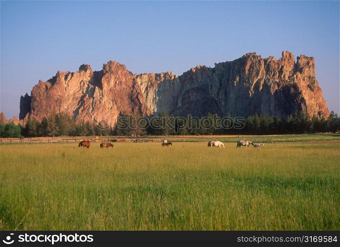 Horses Grazing In A Green Grassy Field In The Rugged Country