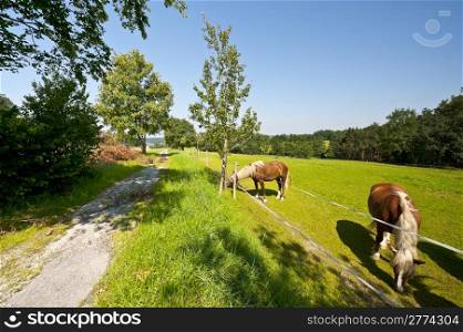 Horses Grazing in a Meadow in Southern Bavaria, Germany