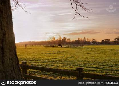 Horses grazing in a paddock in an autumn sunset