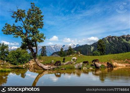 Horses grazing in Himalayas mountains in scenic Indian Himalayan landscape scenery in Himalayas with tree and small lake. Himachal Pradesh, India. Indian Himalayan landscape in Himalayas
