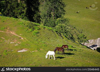 Horses grazing in Himalayas mountains. Kullu valley, Himachal Pradesh, India