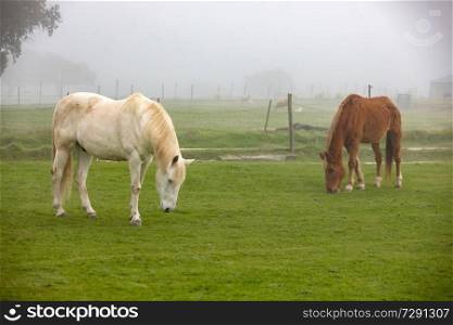 Horses grazing in the countyside in a foggy day