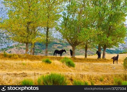 Horses Grazing on a Meadow of the European Peaks, Spain