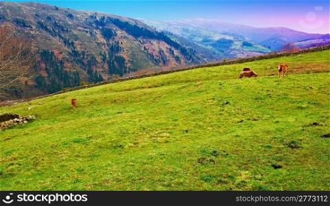 Horses Grazing on Alpine Meadows on the Slopes of The Pyrenees