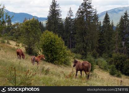 Horses group on green mountainside (Carpathian mountain, Ukraine).