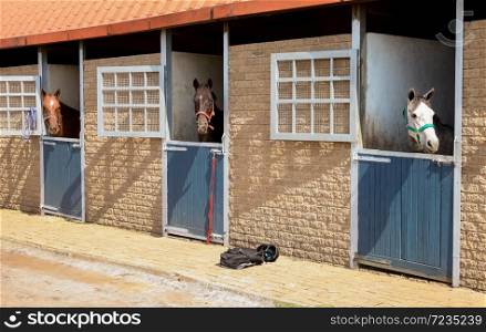 Horses heads poking out of stable doors on a country estate