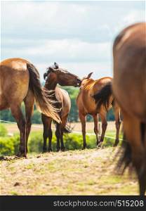 Horses herd on meadow field during summer or spring time. Idyllic countryside landscapes with animals concept.. Horses herd on meadow field during summer