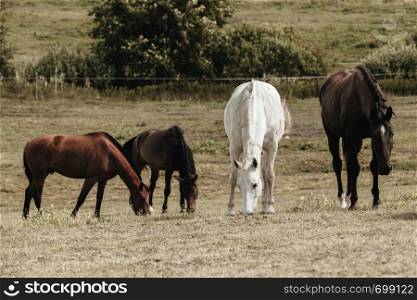 Horses herd on meadow field during summer or spring time. Idyllic countryside landscapes with animals concept.. Horses herd on meadow field during summer