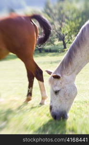 Horses in a Field