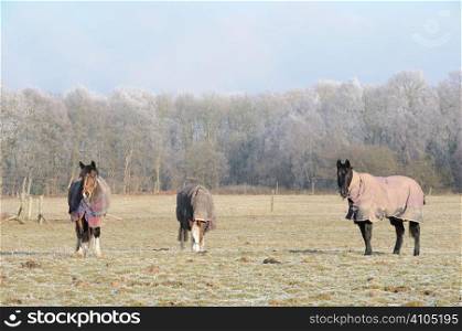 Horses in a field on a frosty morning
