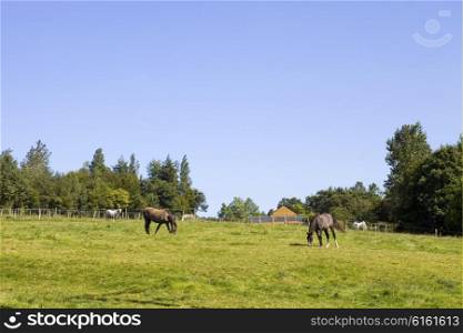 horses in a meadow in the french alps, France