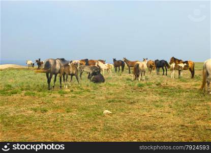 Horses in field, grazing and chilling in the meadow near the sea, herd of horses
