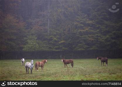 horses in meadow in front of autumnal forest near echternach in luxembourg in the fall