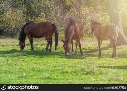Horses in mountain ranch, Altay Russia