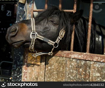 horses in stable