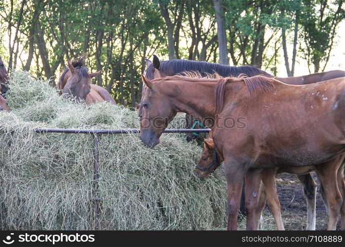 horses in the Argentine countryside
