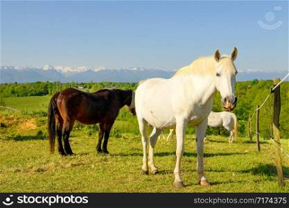 Horses in the meadow, the Pyrenees mountains in background