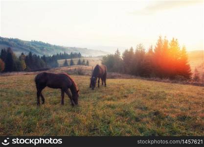 Horses in the morning mist on the pasture over autumn rural landscape