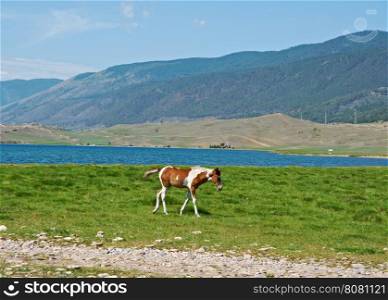 horses in the nature reserve of Lake Baikal