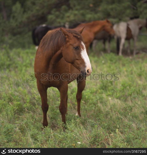 Horses in wild