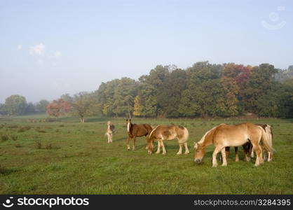 Horses Lancaster County, Pennsylvania