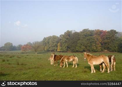 Horses Lancaster County, Pennsylvania
