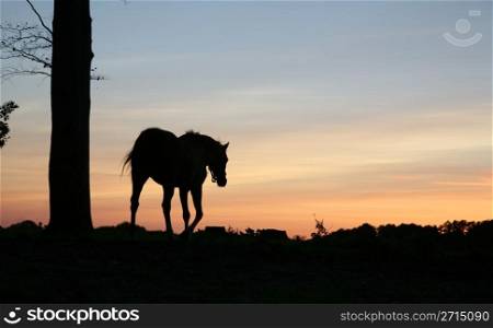 horses on a field in the summer in the countryside in denmark, silhouette at the sunset