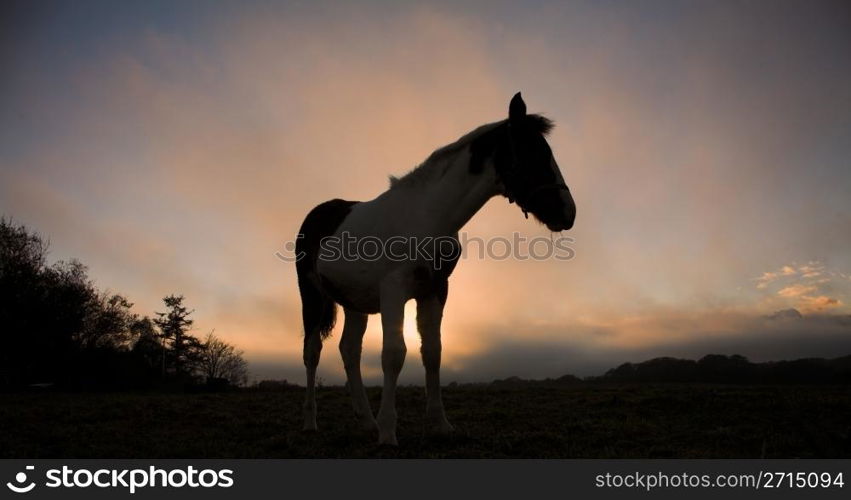 horses on a field in the summer in the countryside in denmark, silhouette at the sunset