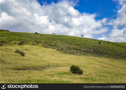 Horses on a hill with blue sky, family of horses resting on a hill with clouds and blue sky