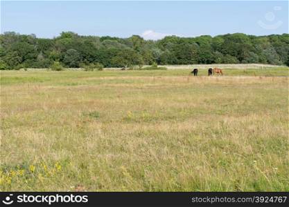Horses on a meadow. Horses on a meadow in front of a forest in summer