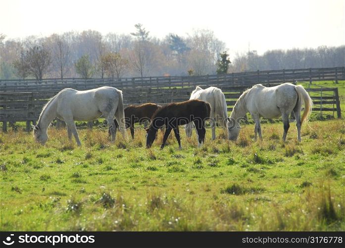 Horses on a ranch - white mares with brown colts
