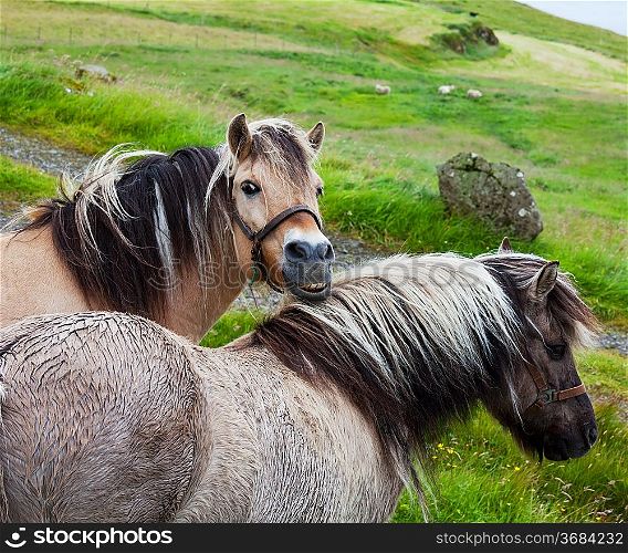 Horses on Faroe islands