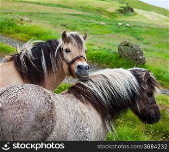 Horses on Faroe islands