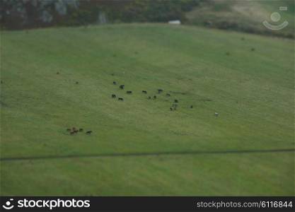 horses on green meadow, view from a height