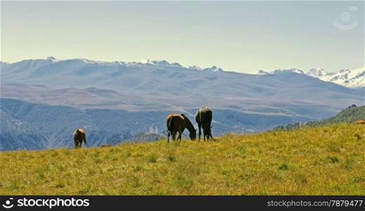 Horses On The Autumn Caucasus Meadow