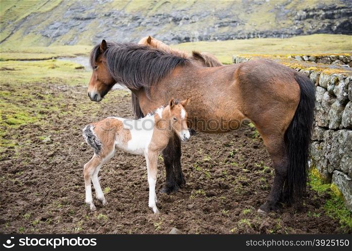 Horses on the Faroe Islands. Horses and foal on the Faroe Islands