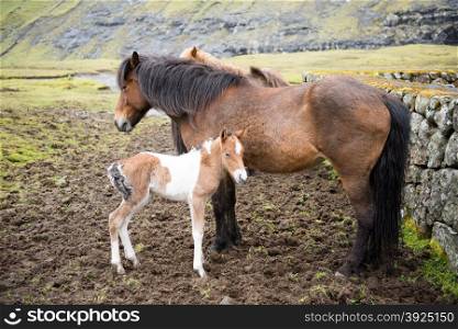 Horses on the Faroe Islands. Horses and foal on the Faroe Islands