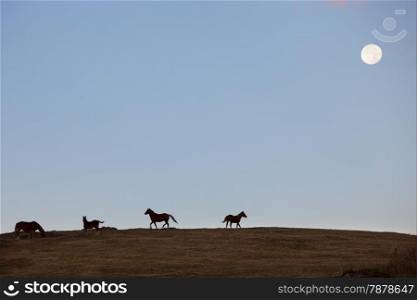 Horses on the hill. Carpathain mountains, Ukraine