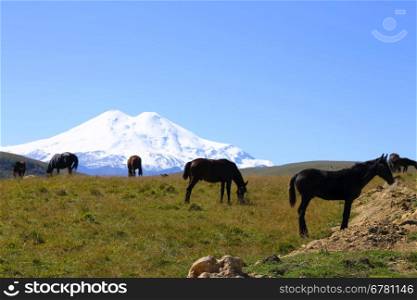 Horses on the summer autumn caucasus meadow