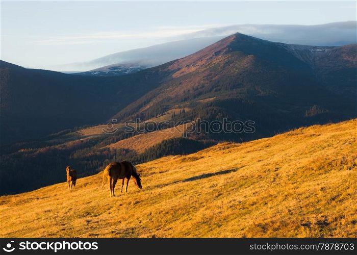Horses on the sunny mountain hill. Carpathain mountains, Ukraine