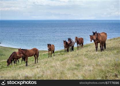 Horses pasturing at the lake Song Kul, Tien Shan, Kyrgyzstan