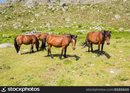 Horses pasturing at the mountains in the north of Portugal