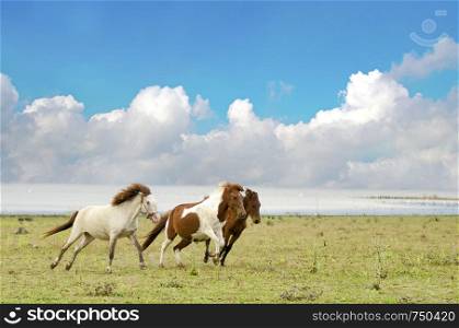 Horses running in a pasture with the blue sky