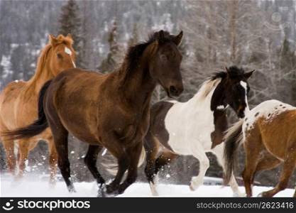Horses running on snow