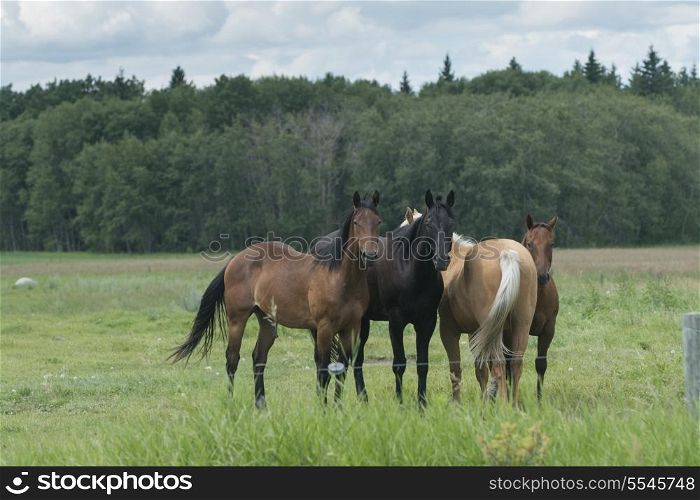 Horses standing in a field, Riding Mountain National Park, Manitoba, Canada