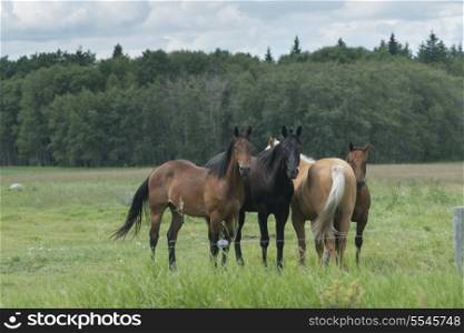Horses standing in a field, Riding Mountain National Park, Manitoba, Canada