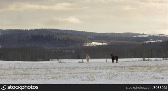 Horses standing in snow covered field, Turner Valley, Cowboy Trail, Millarville, Alberta, Canada