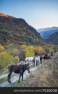 horses walk in the mountains in the Caucasus